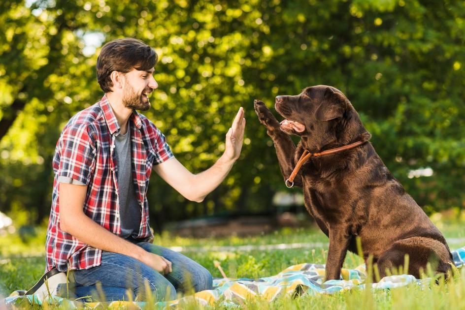Os Benefícios de Adestrar seu Cachorro Os Benefícios de Adestrar seu Cachorro