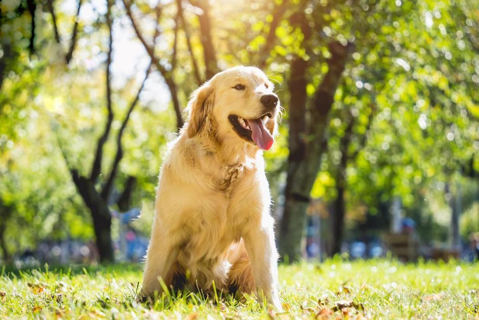 Os Benefícios de Ter um Cão Adestrado Os Benefícios de Ter um Cão Adestrado