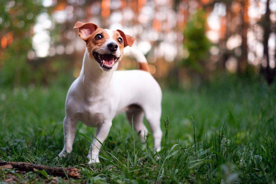 Prevenção e cuidados para proteger seu pet da dengue Prevenção e cuidados para proteger seu pet da dengue