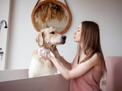 qual valor para adestrar um cachorro