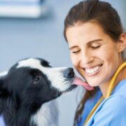 quanto custa adestrar um cão