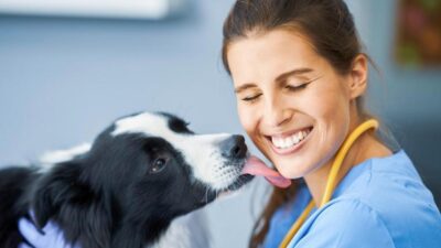 quanto custa adestrar um cão