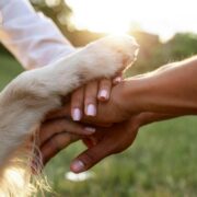 quanto custa para adestrar um cachorro
