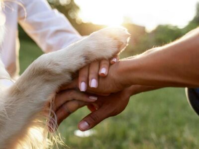 quanto custa para adestrar um cachorro