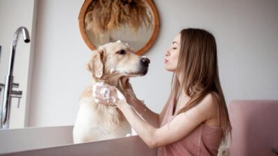 quanto custa para adestrar um cão