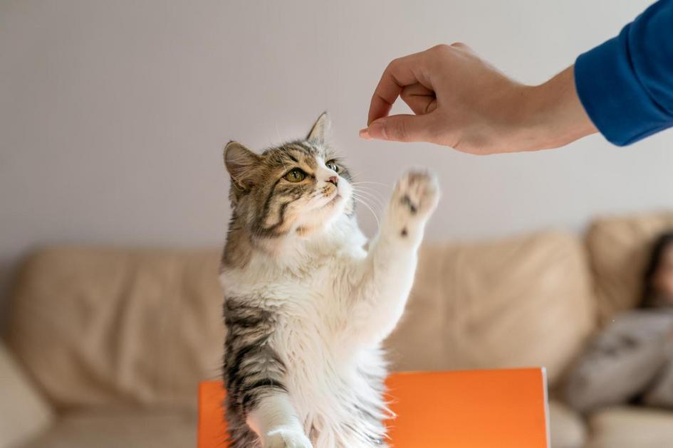 Recompensas e punições no adestramento de gatos Recompensas e punições no adestramento de gatos