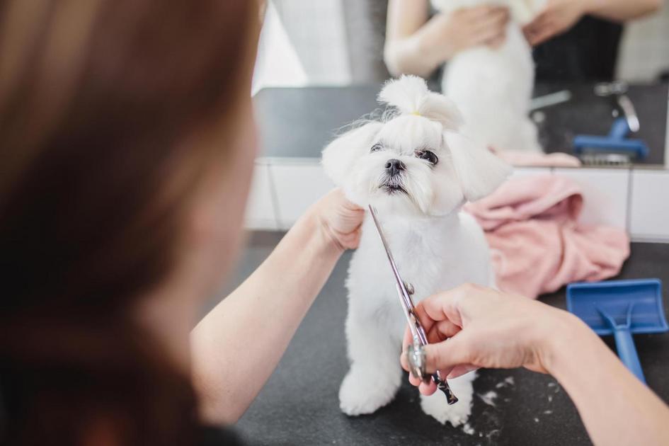 Técnicas Básicas de Adestramento para Shih Tzu Técnicas Básicas de Adestramento para Shih Tzu