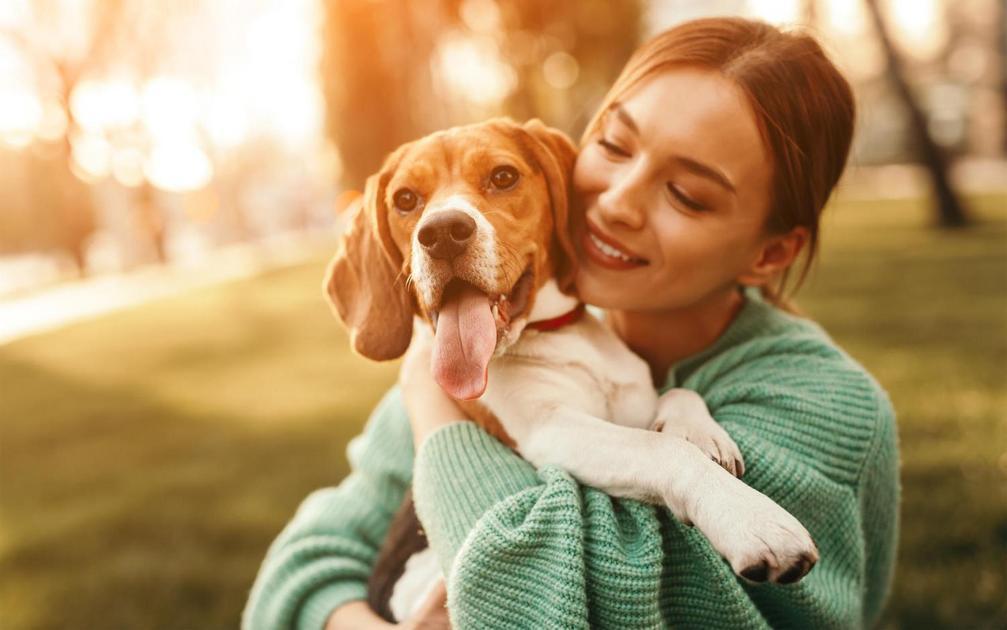 Técnicas Básicas de Treinamento para o seu Border Collie