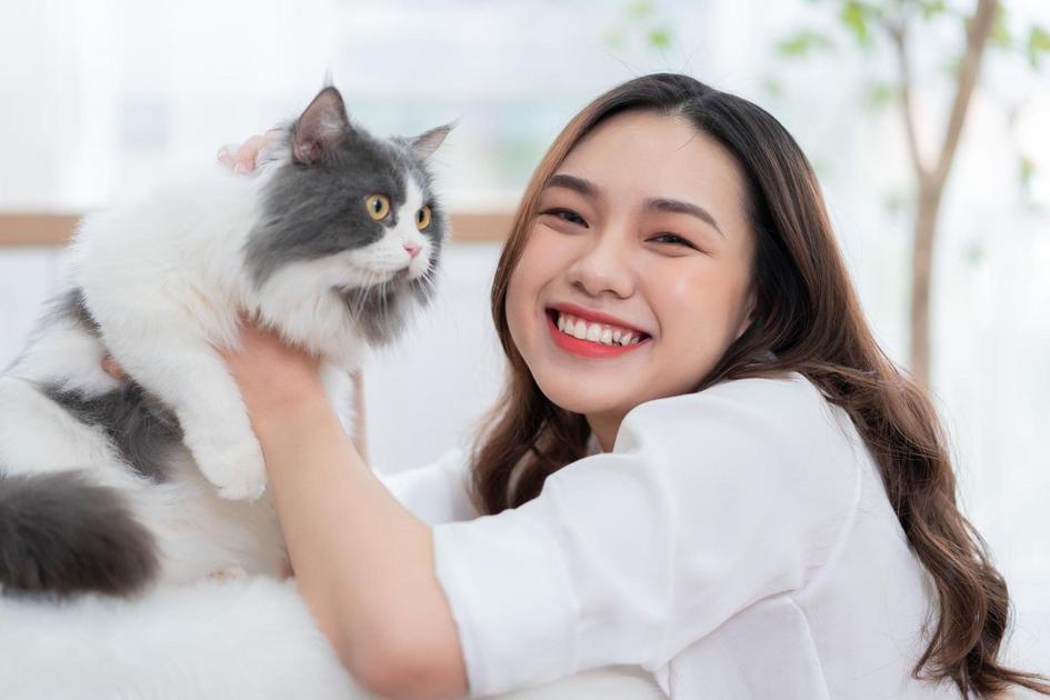 Técnicas Positivas de Adestramento para Gatos Filhotes Técnicas Positivas de Adestramento para Gatos Filhotes