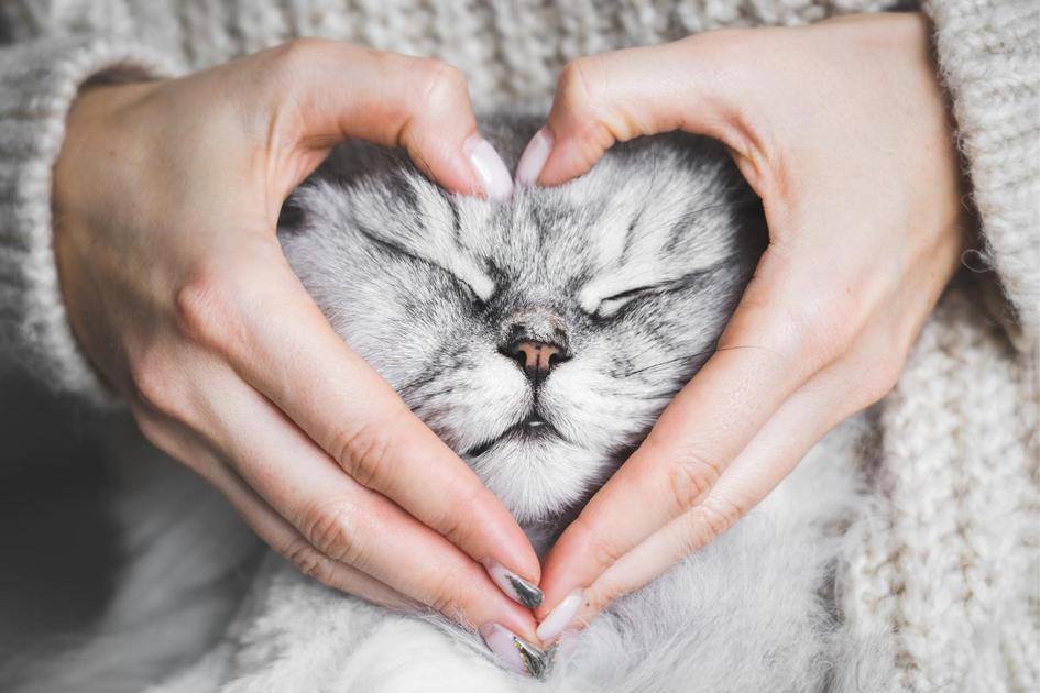 Utilizando Reforço Positivo no Adestramento de Gatos Utilizando Reforço Positivo no Adestramento de Gatos