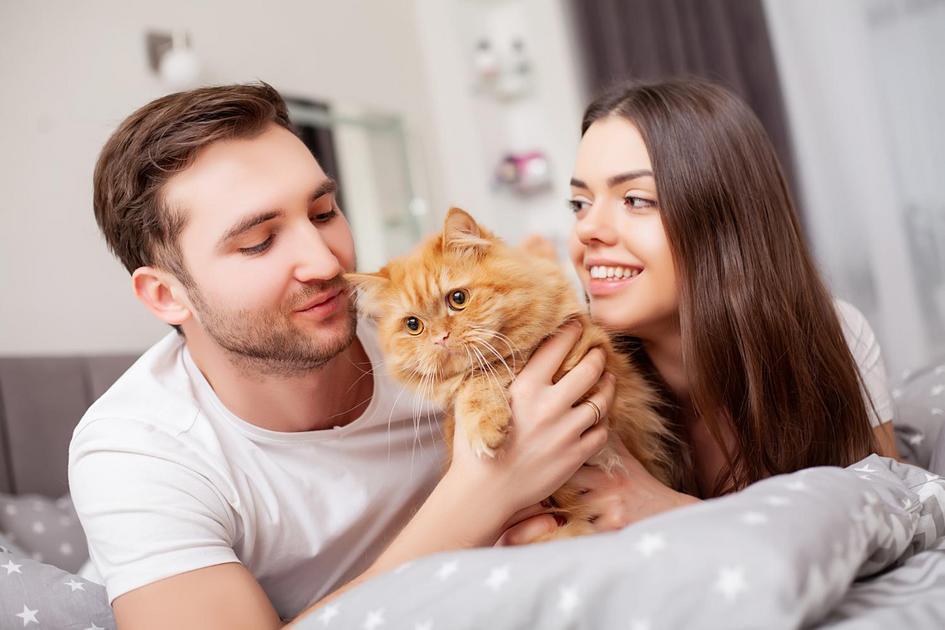Decifrando o Mito: Por Que Acreditamos que Gatos Esquecem seus Donos