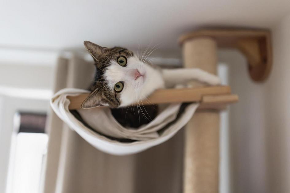 Entendendo o Comportamento Felino: Gatos Realmente Possuem Memória de Curto Prazo