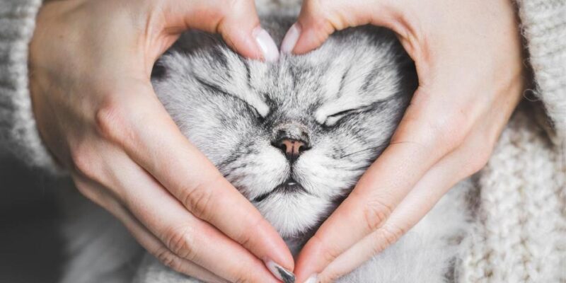 gatos esquecem os donos depois de 3 dias