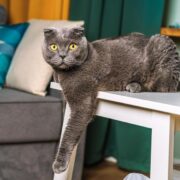 5 Benefícios de ter um gato que você precisa conhecer