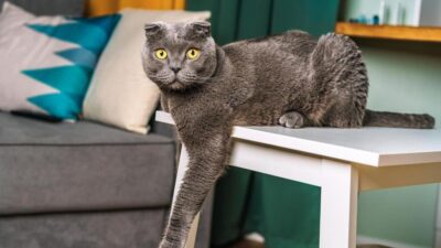 5 Benefícios de ter um gato que você precisa conhecer