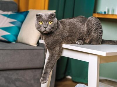 5 Benefícios de ter um gato que você precisa conhecer