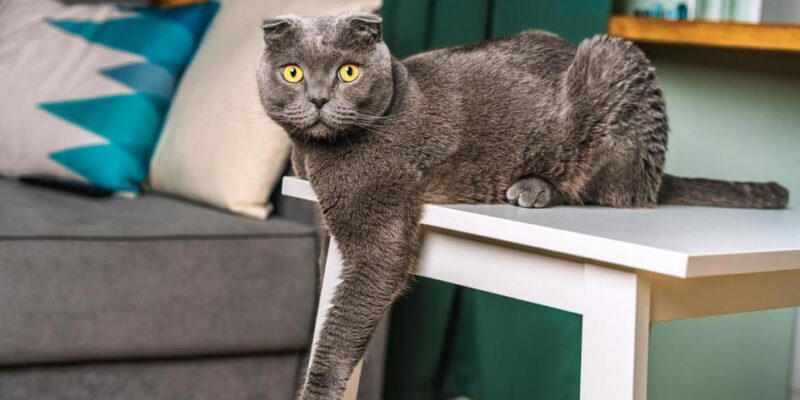 5 Benefícios de ter um gato que você precisa conhecer