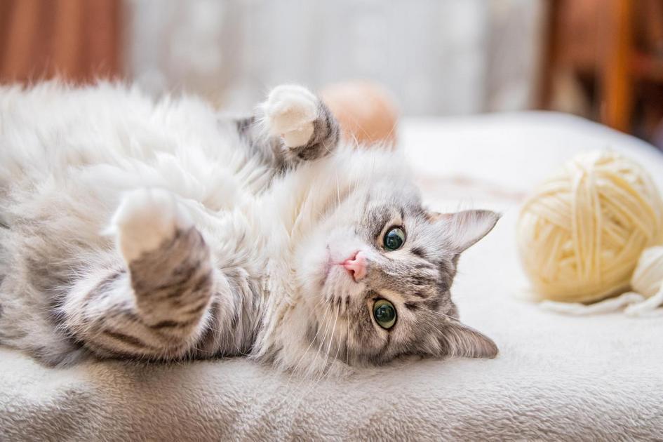 5. Conectando-se com Seu Gato: Dicas Práticas 5. Conectando-se com Seu Gato: Dicas Práticas