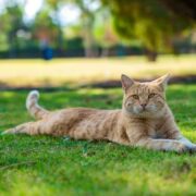 5 Curiosidades sobre a Visão dos Gatos que Você Precisa Saber