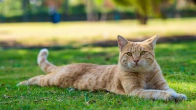 5 Curiosidades sobre a Visão dos Gatos que Você Precisa Saber