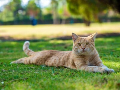5 Curiosidades sobre a Visão dos Gatos que Você Precisa Saber