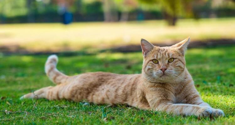 5 Curiosidades sobre a Visão dos Gatos que Você Precisa Saber