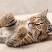 5 Formas que o Gato Transformou Nossas Vidas