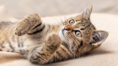 5 Formas que o Gato Transformou Nossas Vidas