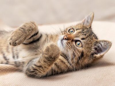 5 Formas que o Gato Transformou Nossas Vidas