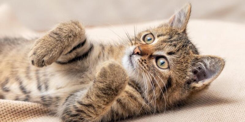 5 Formas que o Gato Transformou Nossas Vidas