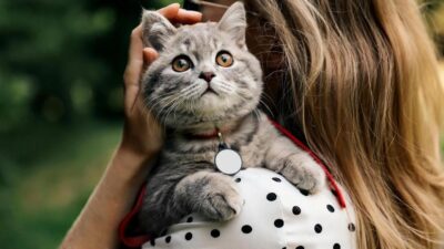 5 Habilidades Surpreendentes que os Gatos Têm