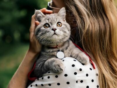 5 Habilidades Surpreendentes que os Gatos Têm