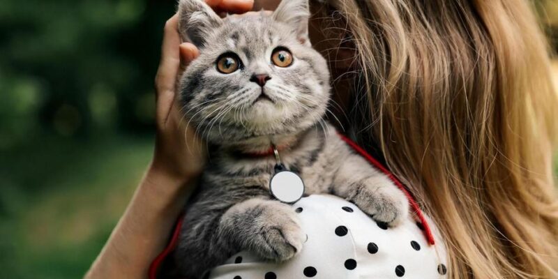 5 Habilidades Surpreendentes que os Gatos Têm