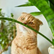 5 Lições que Gatos Nos Ensinam Sobre a Vida