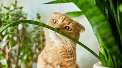 5 Lições que Gatos Nos Ensinam Sobre a Vida