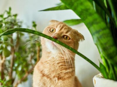 5 Lições que Gatos Nos Ensinam Sobre a Vida