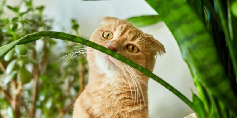 5 Lições que Gatos Nos Ensinam Sobre a Vida
