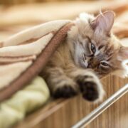 5 Lugares Incríveis: Qual é o Habitat Natural do Gato?