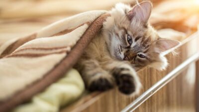 5 Lugares Incríveis: Qual é o Habitat Natural do Gato?
