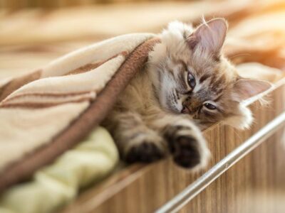 5 Lugares Incríveis: Qual é o Habitat Natural do Gato?