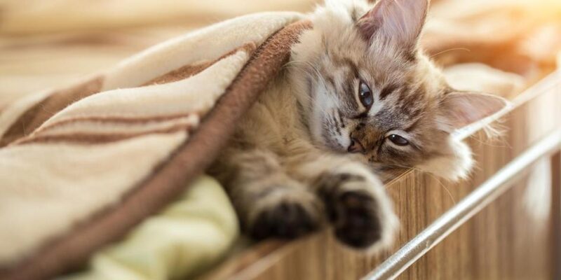 5 Lugares Incríveis: Qual é o Habitat Natural do Gato?