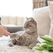 5 Motivos Para Entender Por Que Meu Gato Está Miando Tanto?