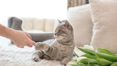 5 Motivos Para Entender Por Que Meu Gato Está Miando Tanto?