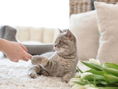 5 Motivos Para Entender Por Que Meu Gato Está Miando Tanto?