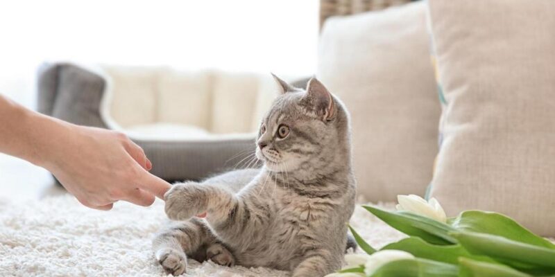 5 Motivos Para Entender Por Que Meu Gato Está Miando Tanto?