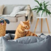 5 Motivos para Ter um Gato: Descubra as Vantagens