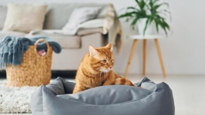 5 Motivos para Ter um Gato: Descubra as Vantagens