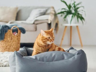 5 Motivos para Ter um Gato: Descubra as Vantagens