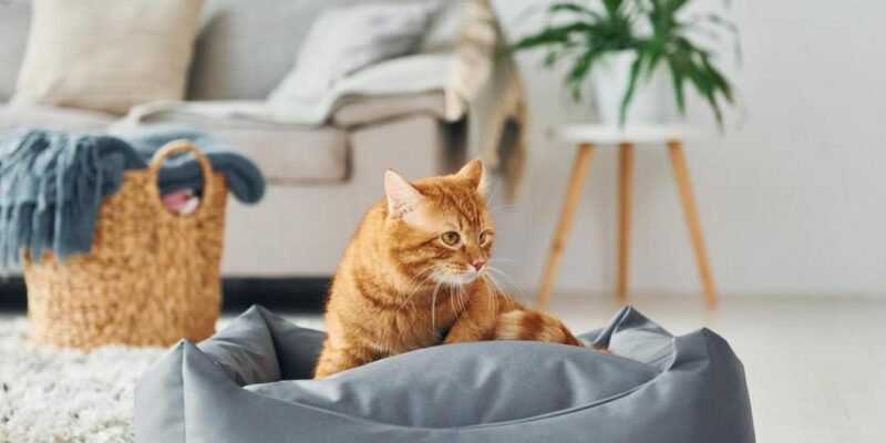 5 Motivos para Ter um Gato: Descubra as Vantagens