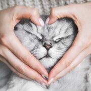 5 Significados do Gato para o Ser Humano: Descubra Aqui!